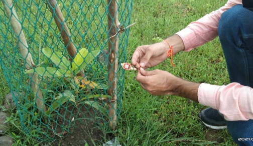 चौरई- पौधों को रक्षासूत्र बांधकर लिया सुरक्षा का संकल्प