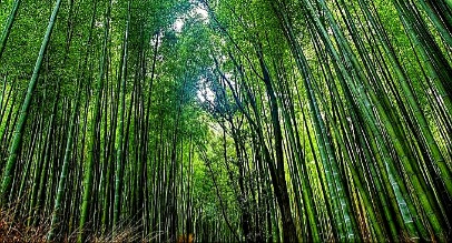 मप्र- बाँस आधारित उद्योग स्थापित करने के लिए 30 सितंबर तक आवेदन आमंत्रित