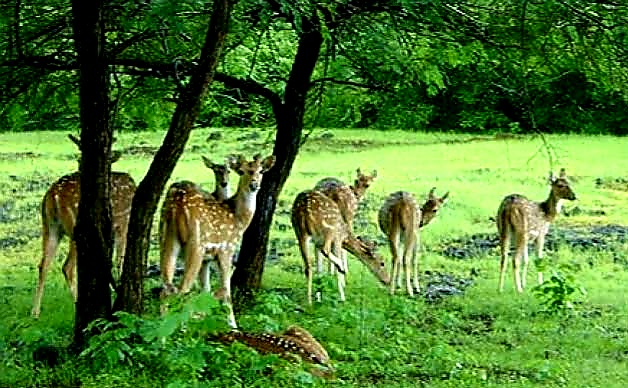मप्र- “डॉ भीमराव अंबेडकर वन्य जीव अभ्यारण” सागर में प्रस्तावित