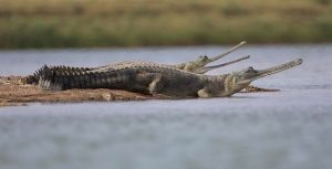 National Chambal Sanctuary Crocodile, National Park